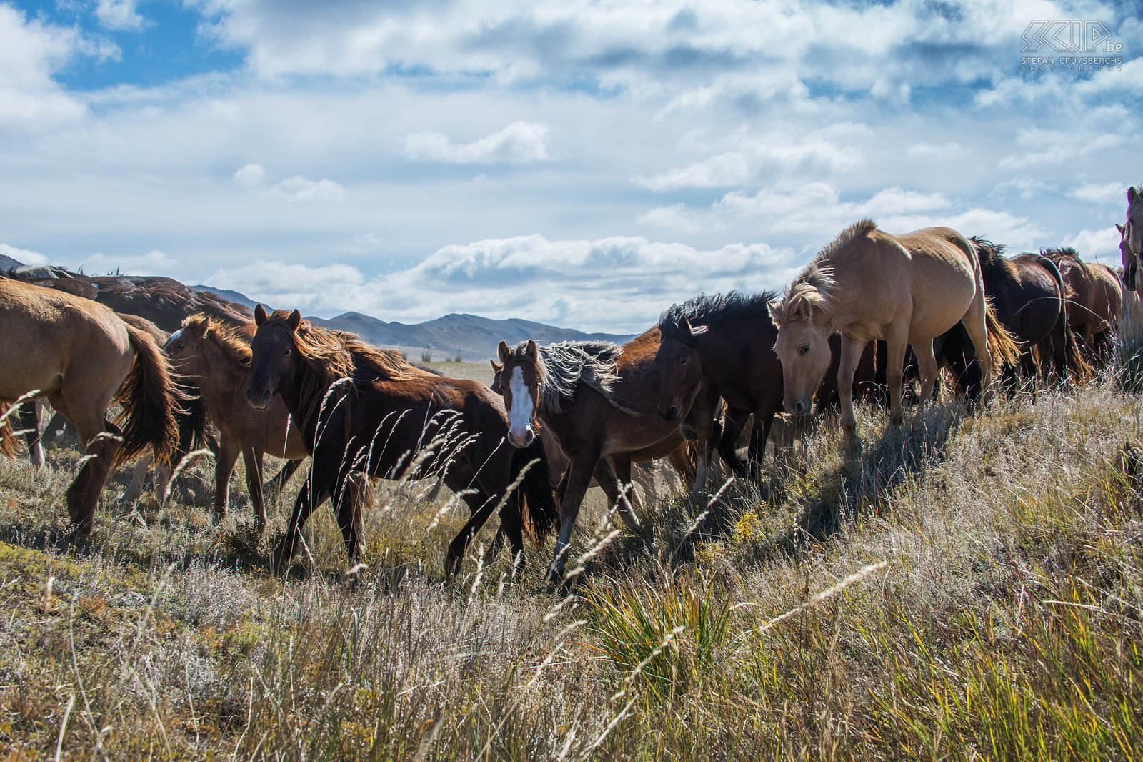 Hustai - Kudde paarden Grote kudde paarden op de Mongoolse steppe. Stefan Cruysberghs